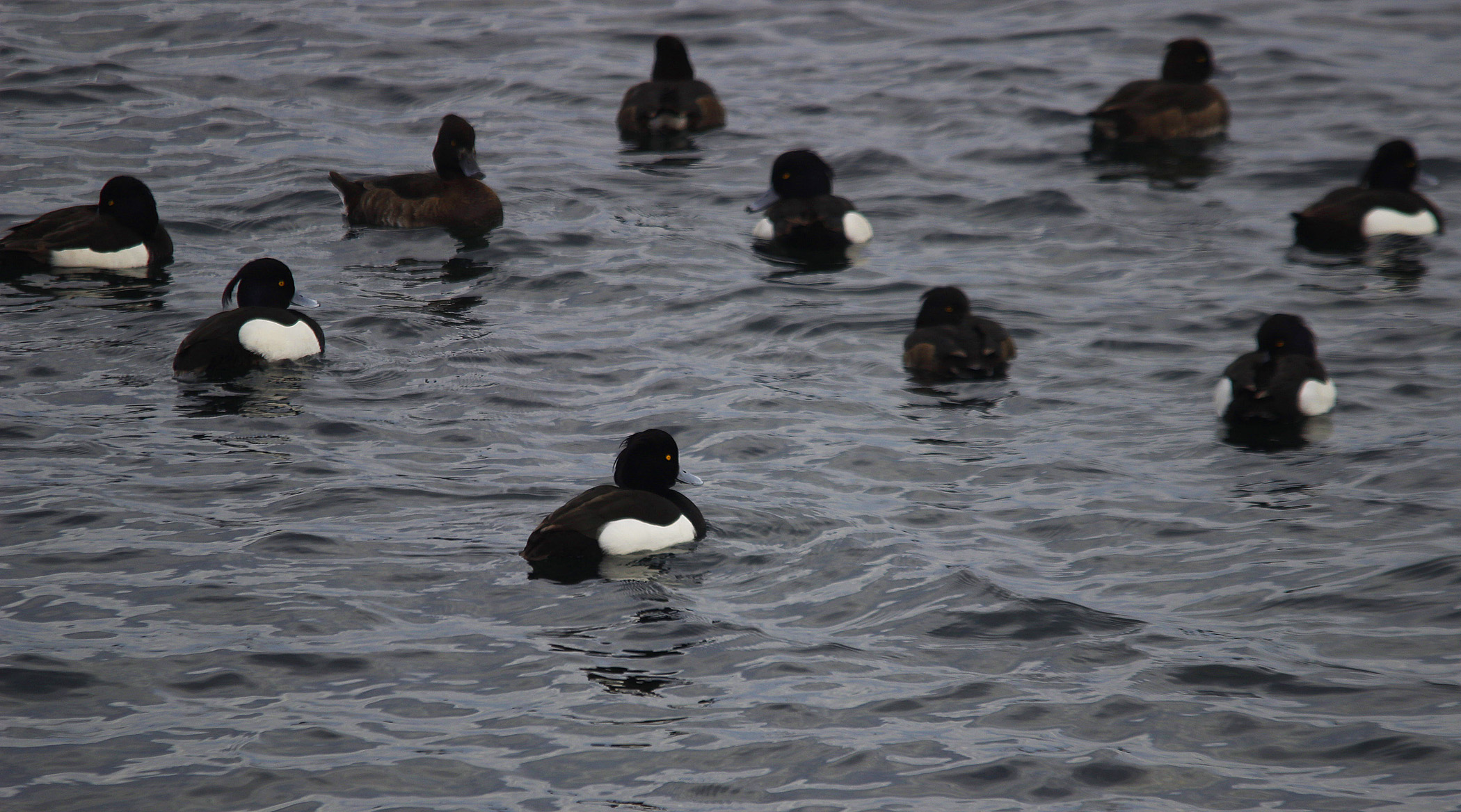Greater Scaup